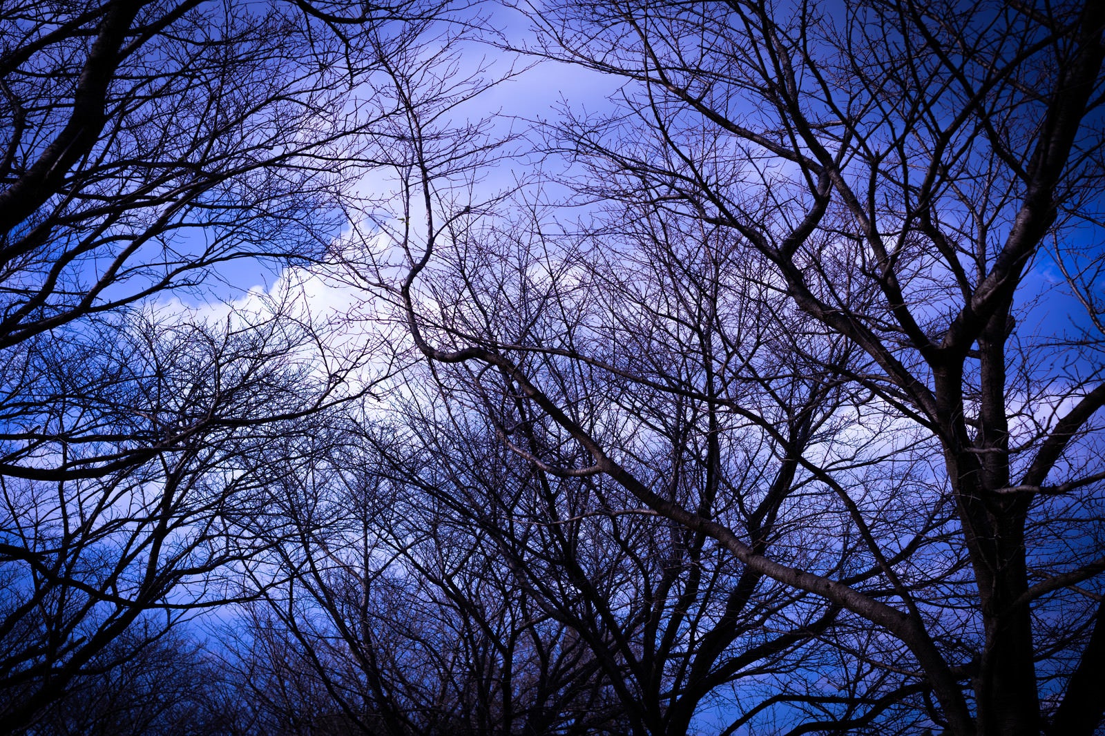 「不気味な色の空に張りめぐる枝」の写真