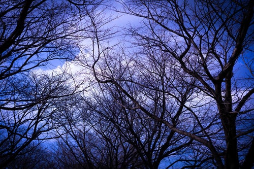 不気味な色の空に張りめぐる枝の写真