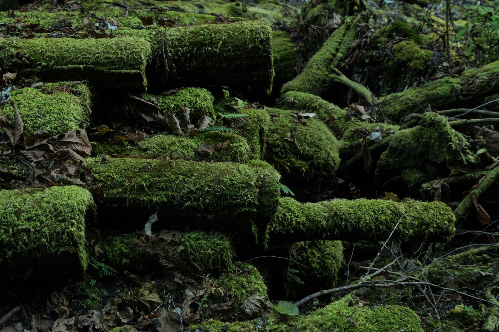 「積み上げられた苔生す木材」の写真