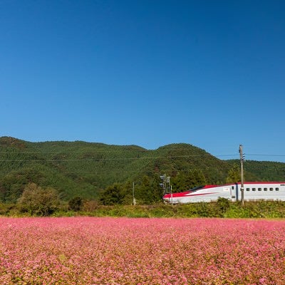 赤いそばの花とこまちの写真