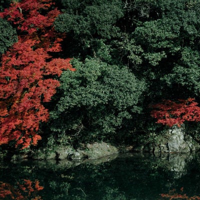 紅葉した木々と湖面の写真