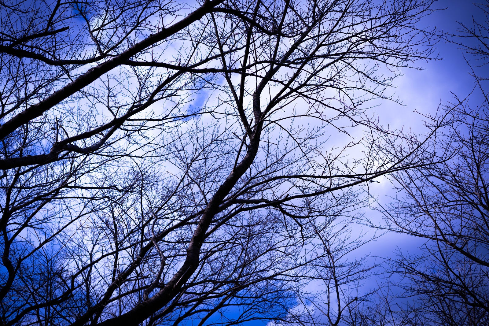 「木々の枝と白い雲」の写真