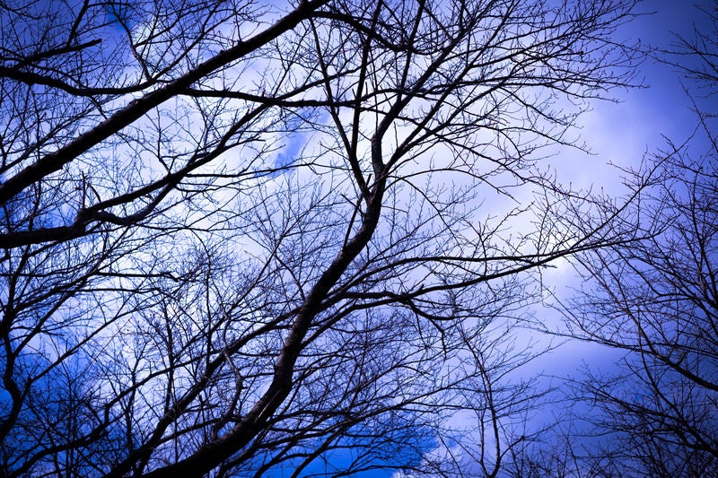 木々の枝と白い雲の写真