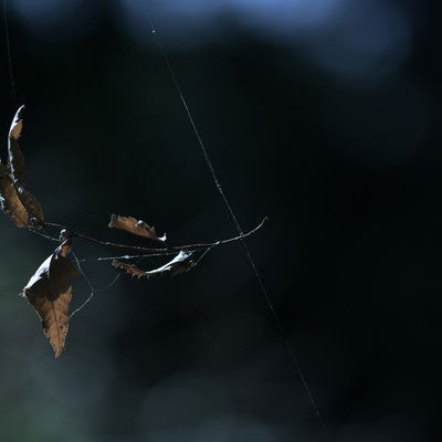 蜘蛛の糸に絡まる葉の写真