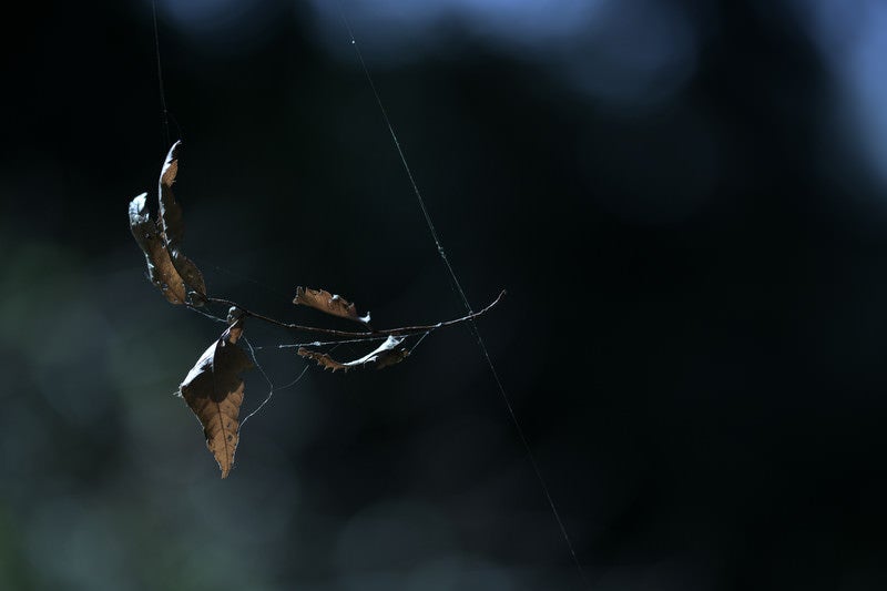 蜘蛛の糸に絡まる葉の写真