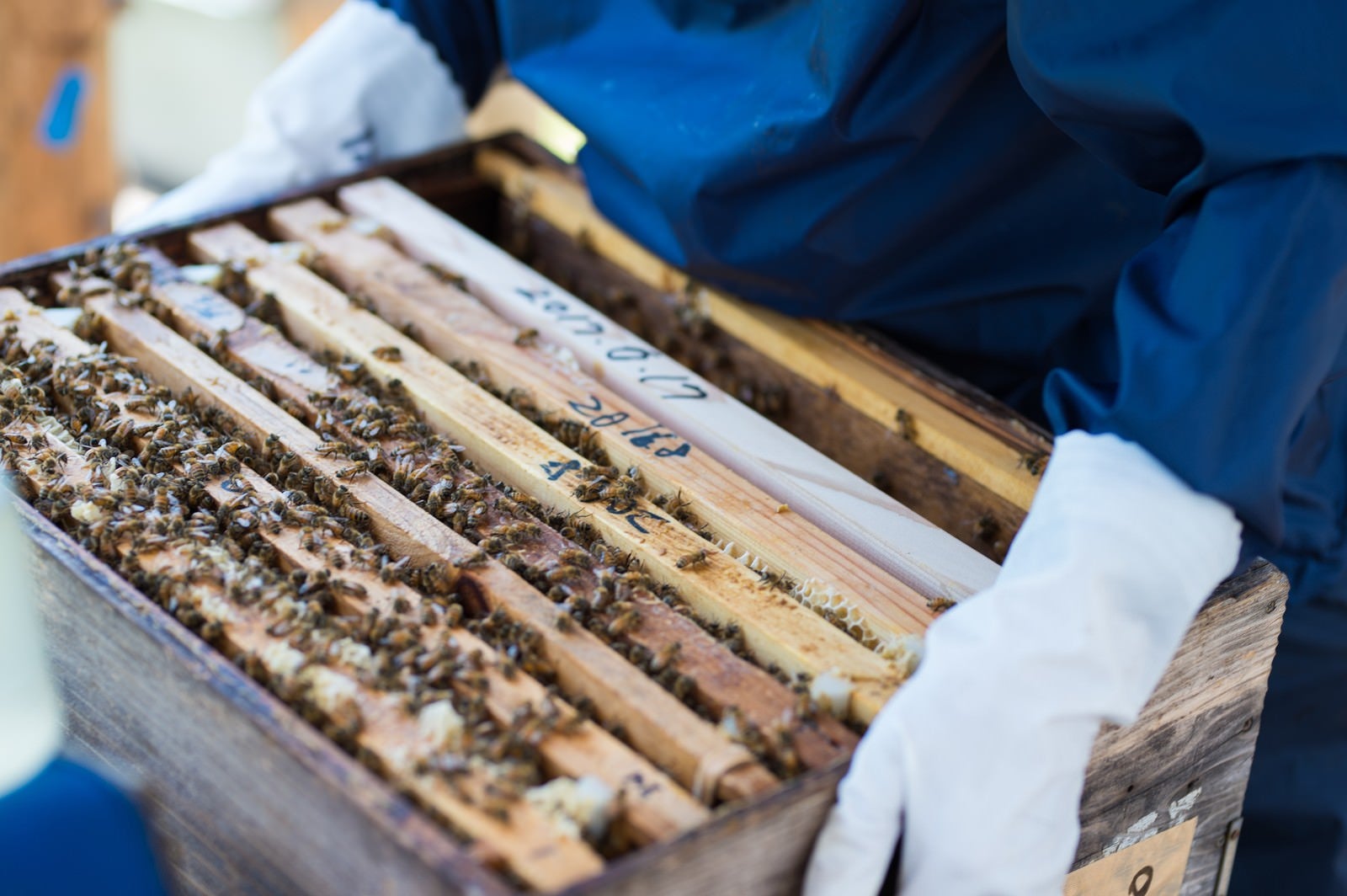 「ミツバチの巣箱の生態チェックを行う管理者」の写真