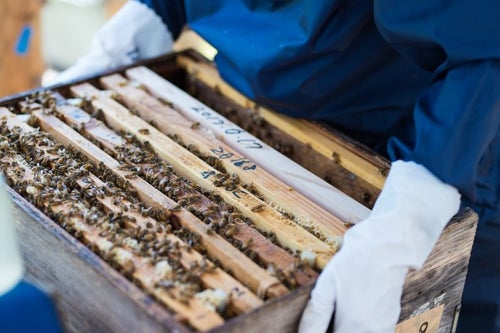 ミツバチの巣箱の生態チェックを行う管理者の写真