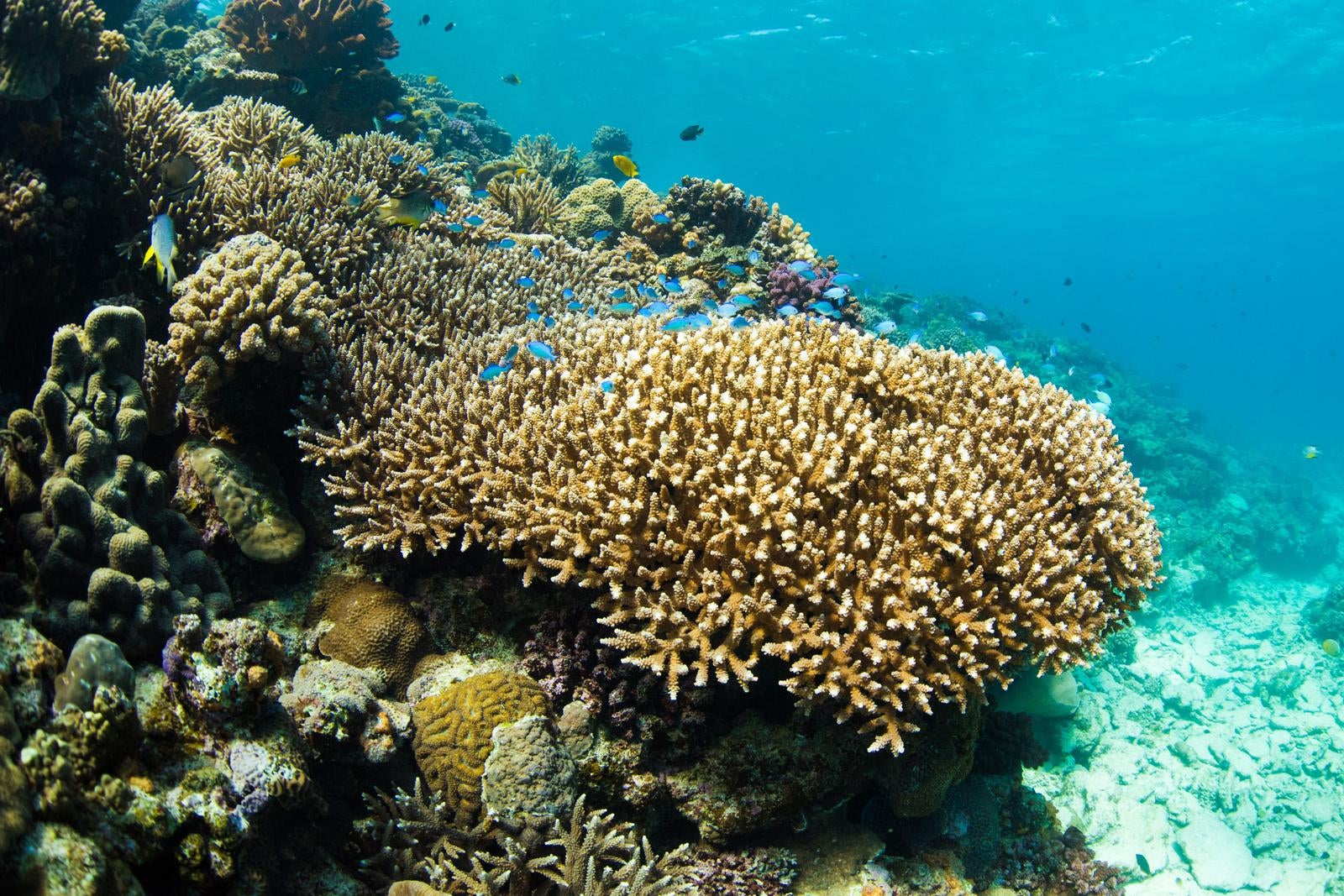 「水納島の美しい海と珊瑚礁の世界」の写真