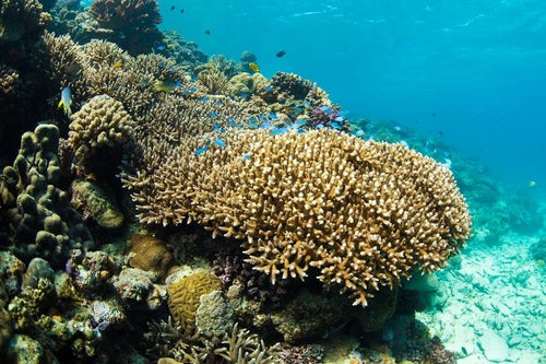 水納島の美しい海と珊瑚礁の世界の写真