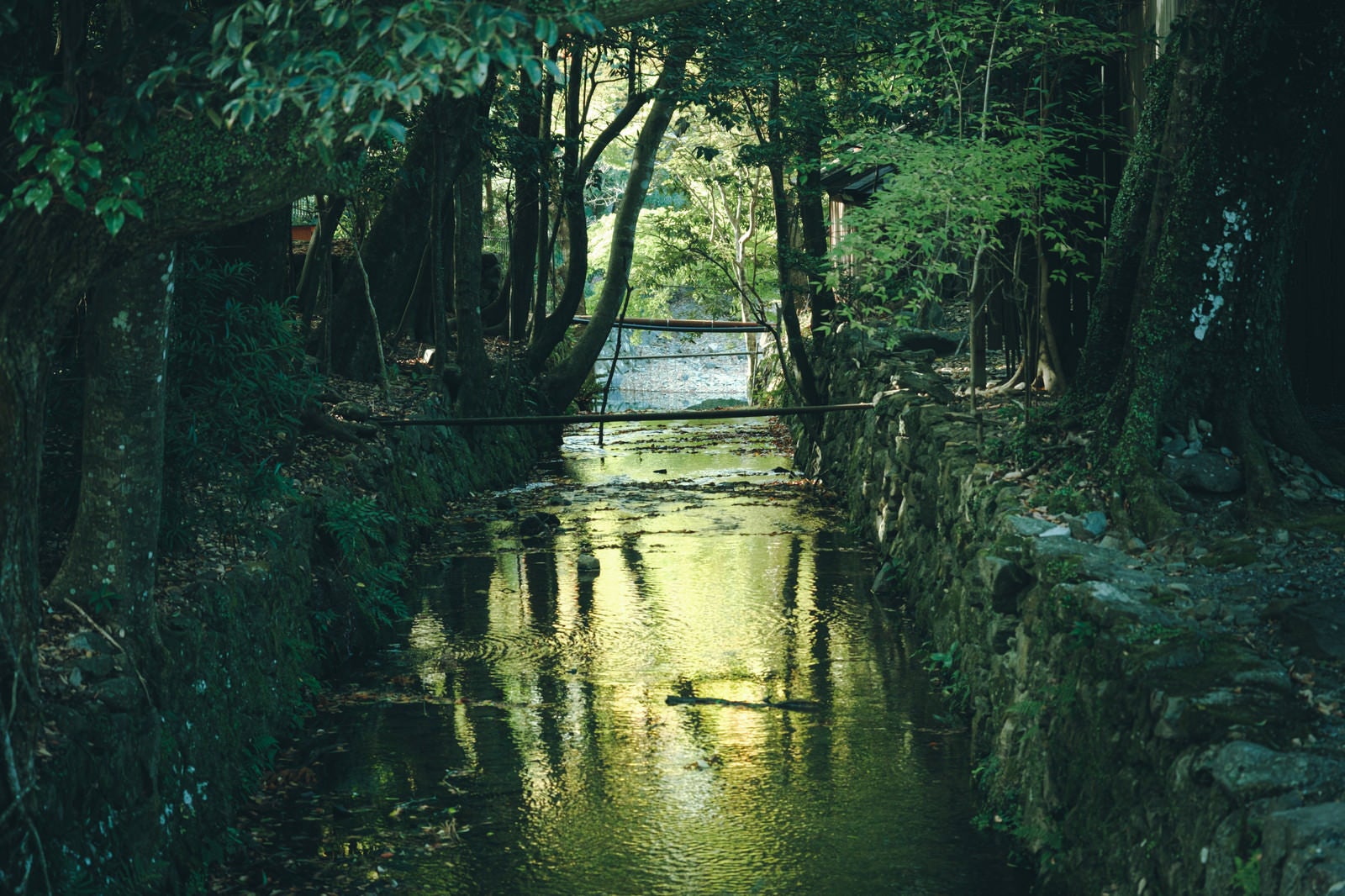 「木々の間を抜ける川」の写真