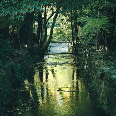 木々の間を抜ける川の写真