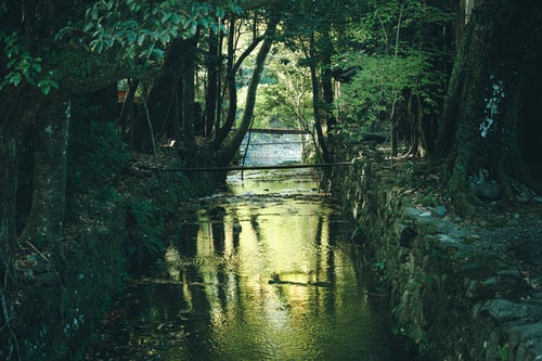 木々の間を抜ける川の写真