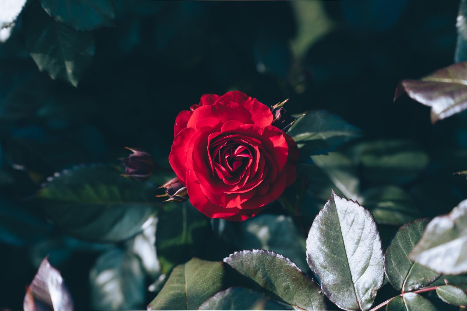 「赤く咲いたバラ」の写真