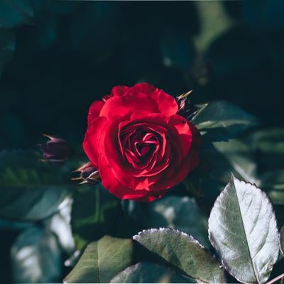赤く咲いたバラの写真