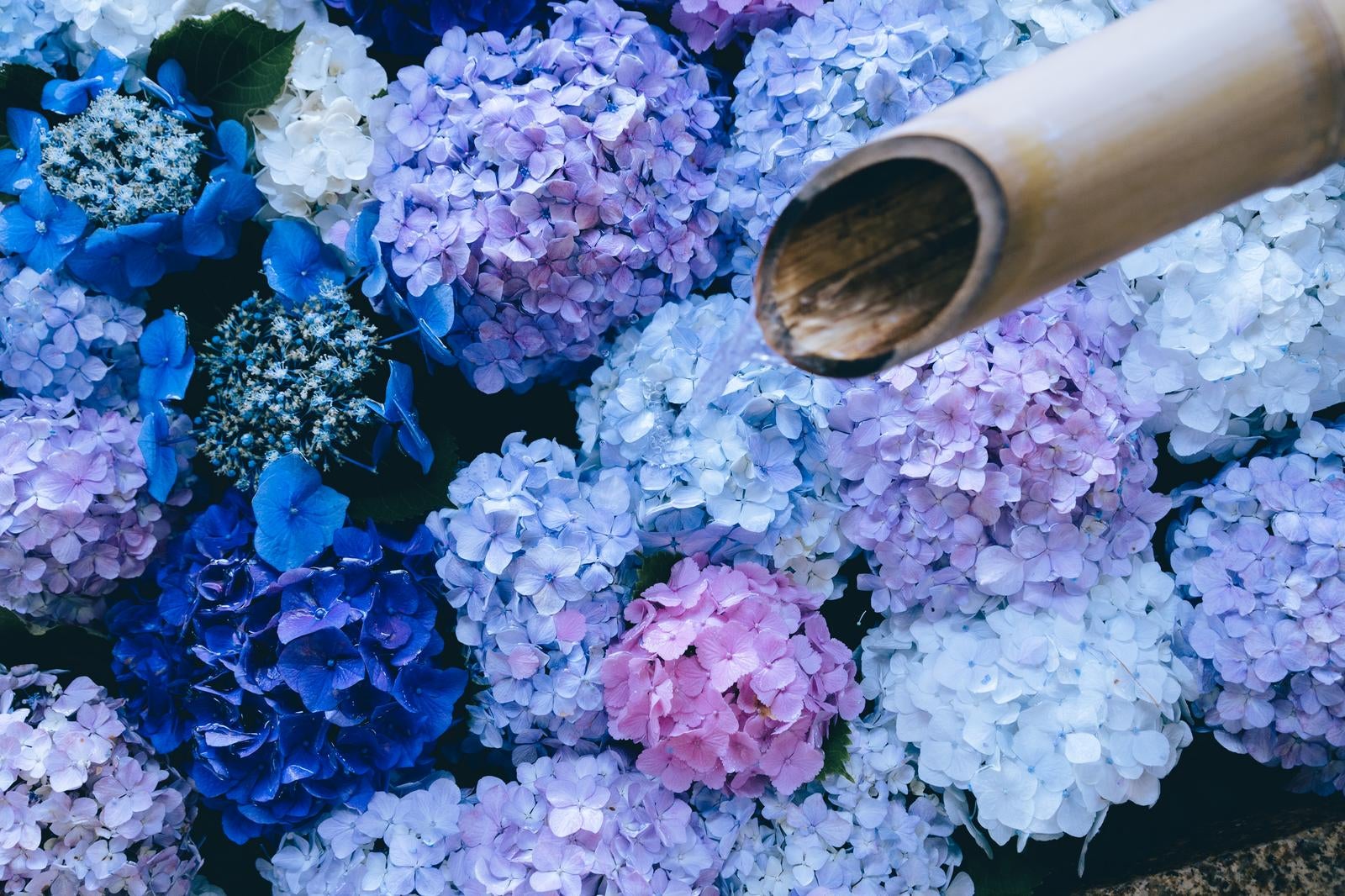 「紫陽花で彩る手水鉢」の写真