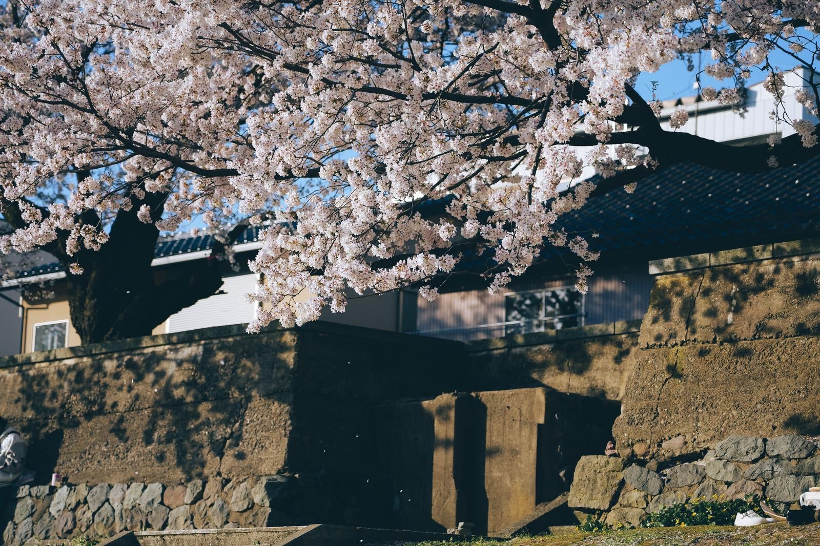 「春の訪れ、桜と塀の風景」の写真