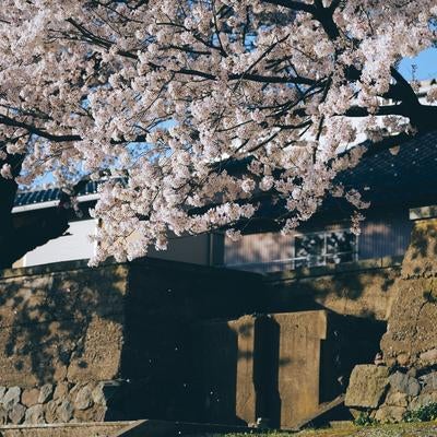 春の訪れ、桜と塀の風景の写真