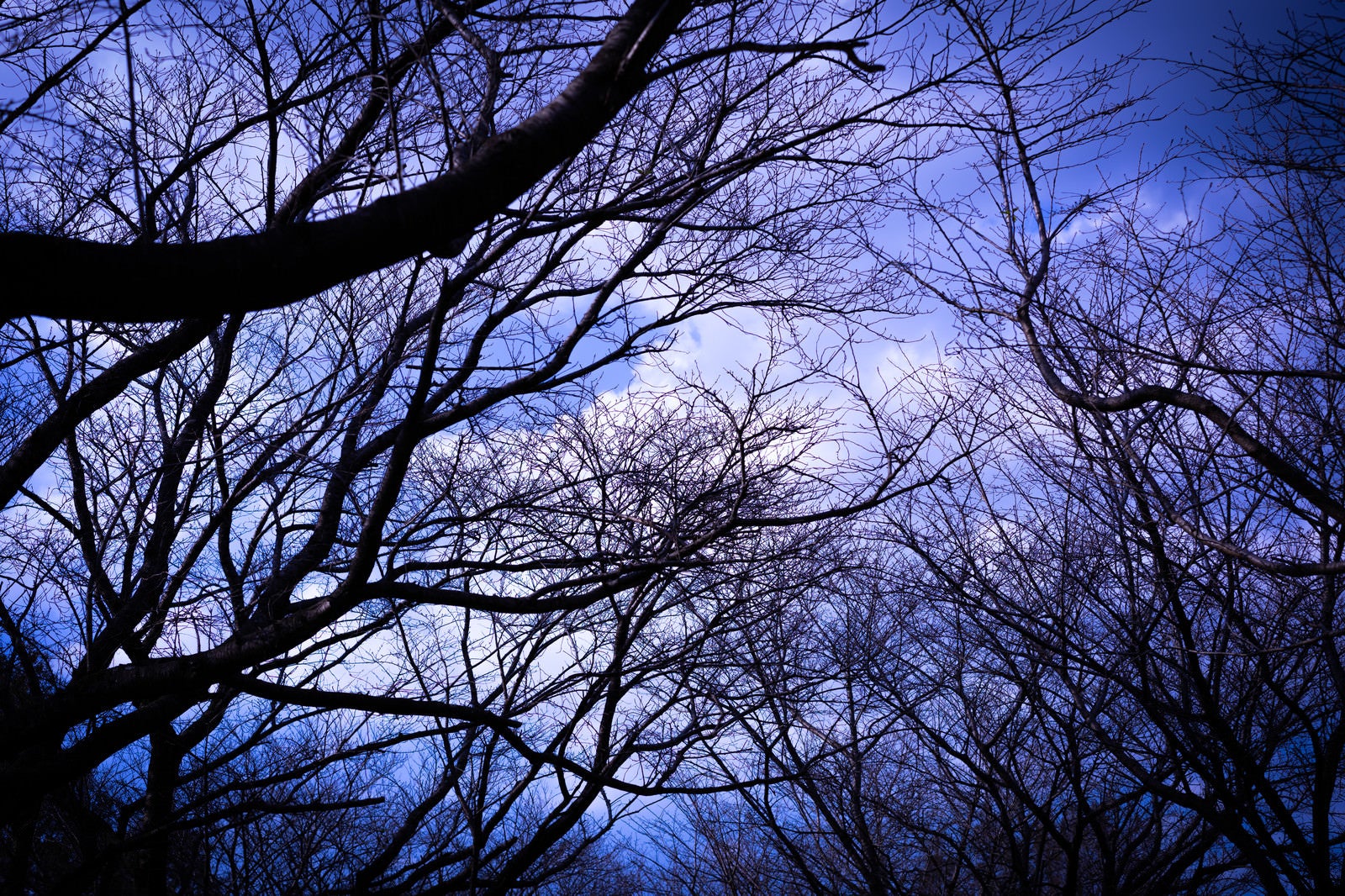 「不気味な空に伸びる木々」の写真