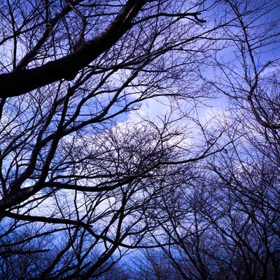 不気味な空に伸びる木々の写真