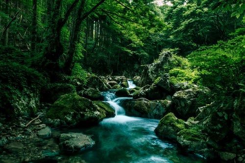 深い森の中を流れる白賀渓谷の写真