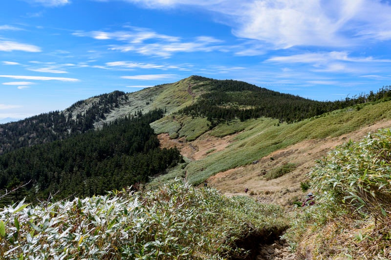 笹と針葉樹に覆われる稜線（西吾妻山）の写真