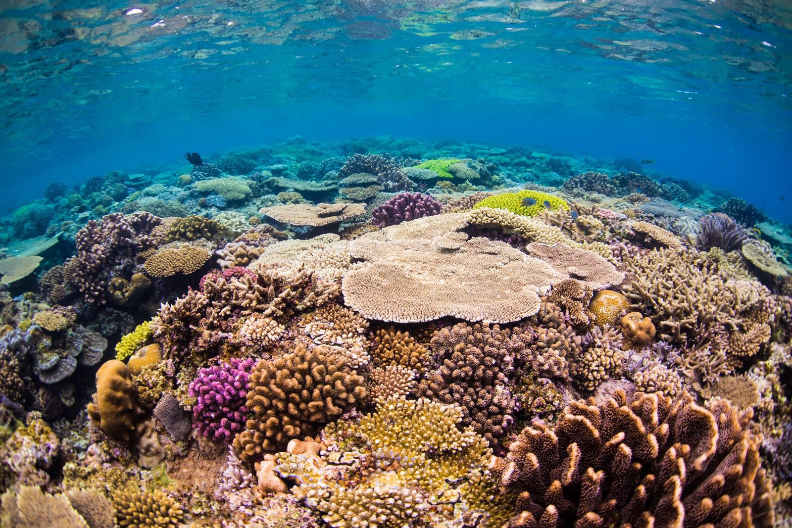 「海の下の彩り、水納島の珊瑚礁」の写真