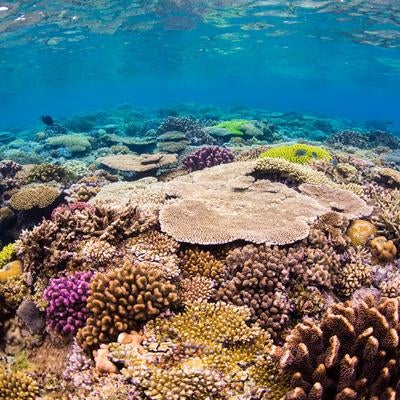 海の下の彩り、水納島の珊瑚礁の写真