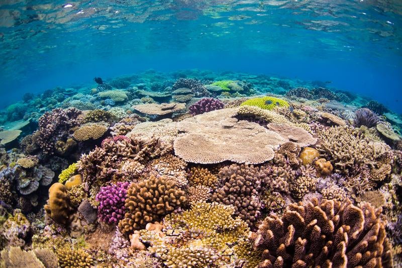 海の下の彩り、水納島の珊瑚礁の写真