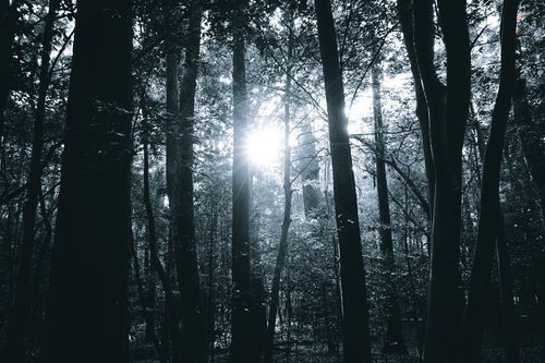 森の中に射し込む光芒の写真