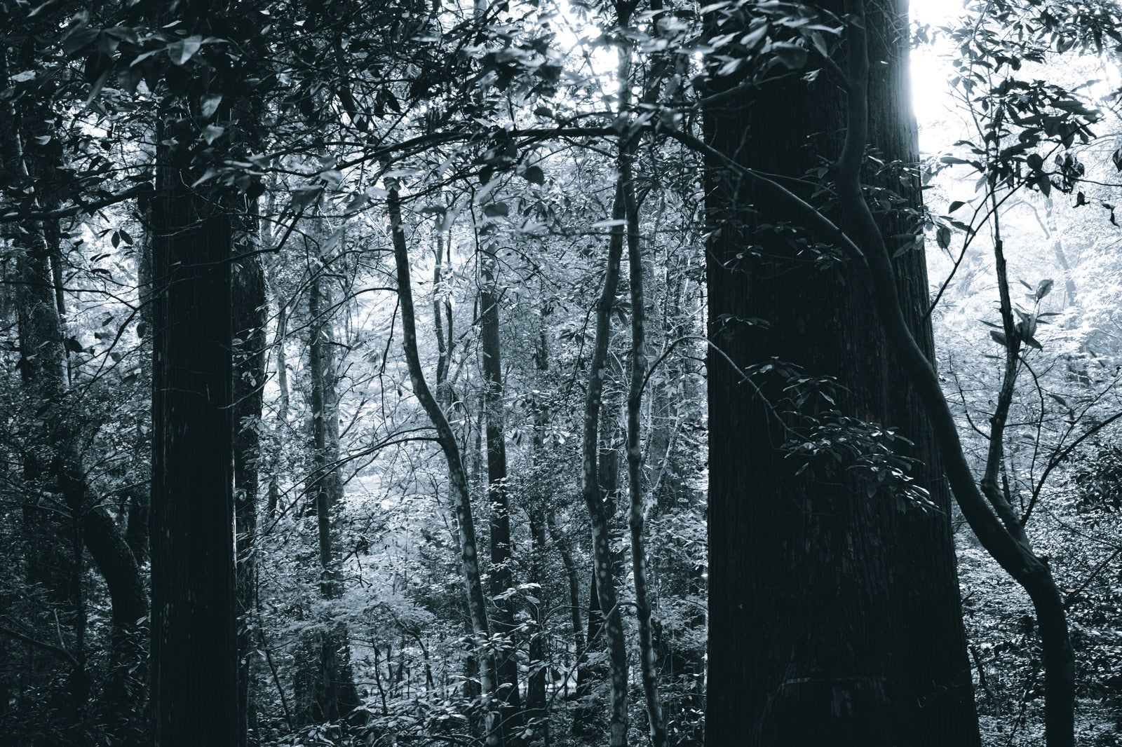 「モノクロの森」の写真