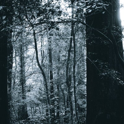 モノクロの森の写真