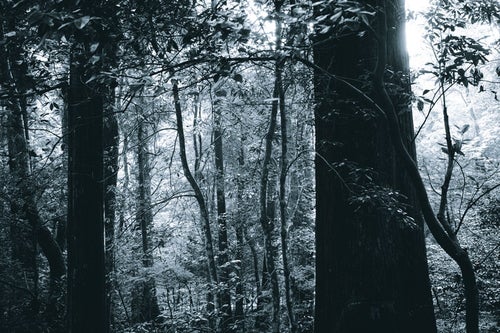 モノクロの森の写真