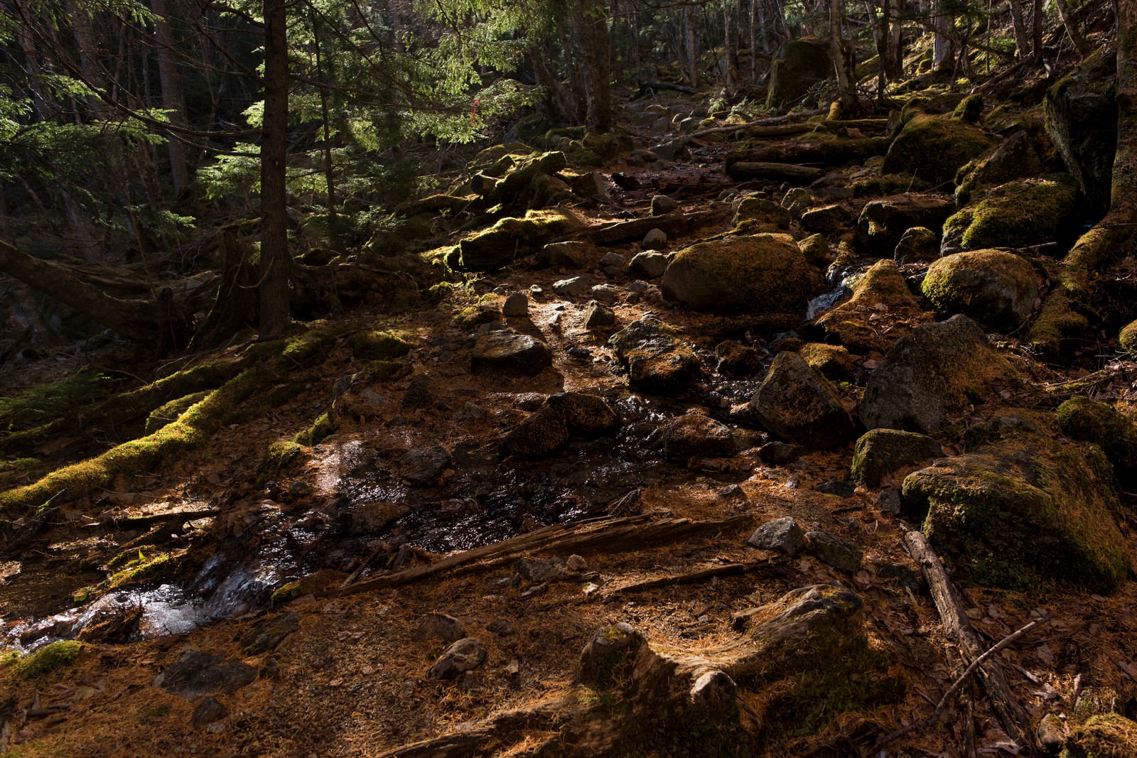 「落ち葉で金色に染まる甲武信ヶ岳の森」の写真