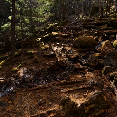落ち葉で金色に染まる甲武信ヶ岳の森の写真
