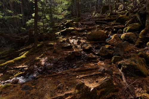 落ち葉で金色に染まる甲武信ヶ岳の森の写真