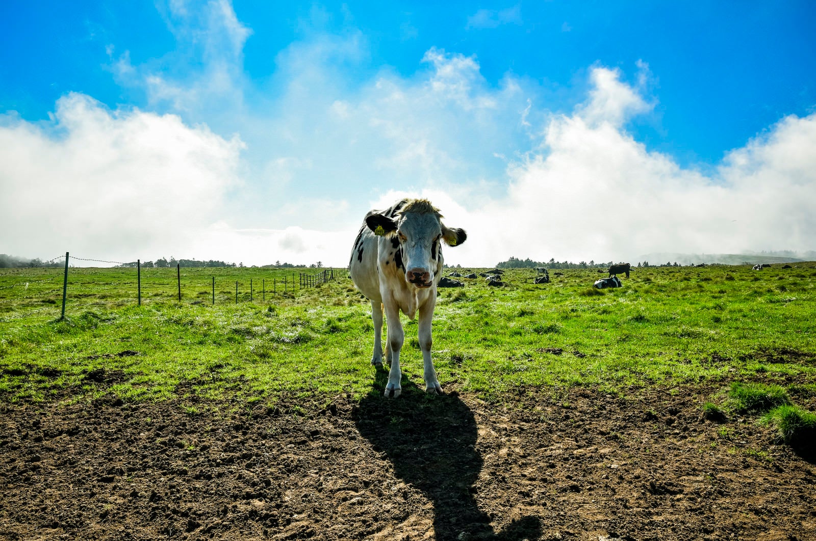「牧場の牛が仲間になりたそうにこちらをみている！」の写真