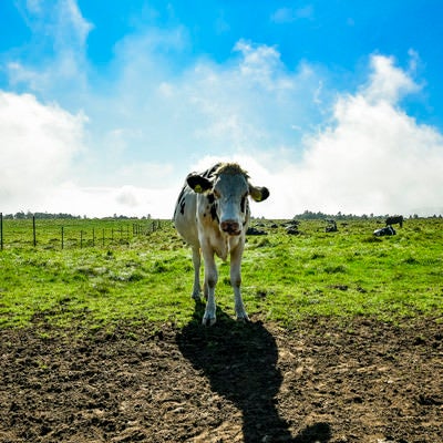 牧場の牛が仲間になりたそうにこちらをみている！の写真