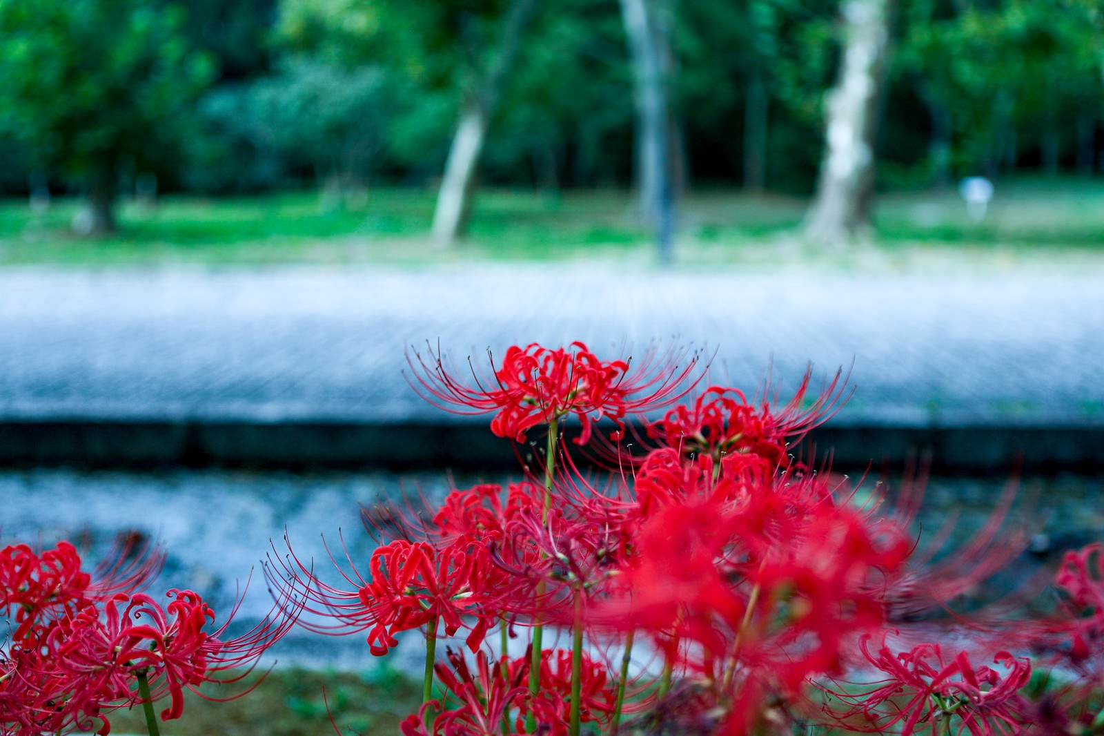 「公園に咲く彼岸花（ヒガンバナ）」の写真