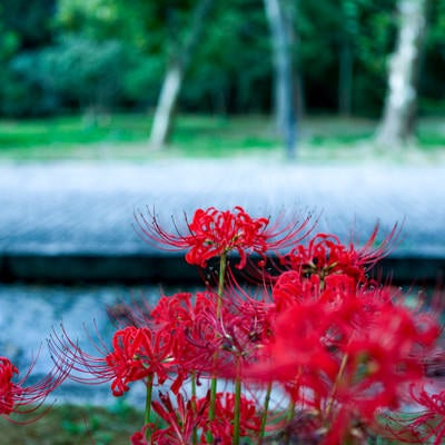 公園に咲く彼岸花（ヒガンバナ）の写真
