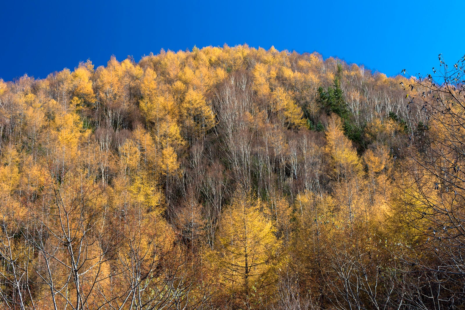 「金色に染まる甲武信ヶ岳登山口の森」の写真
