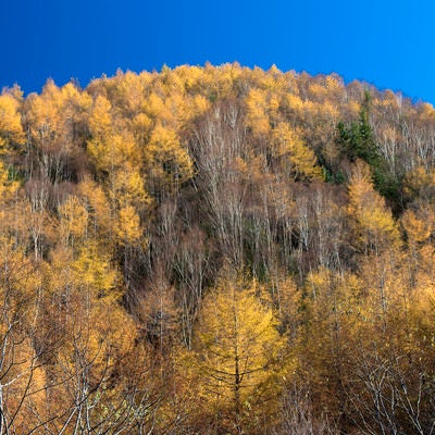 金色に染まる甲武信ヶ岳登山口の森の写真