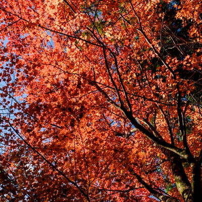天城山で撮影した紅葉した木々の写真