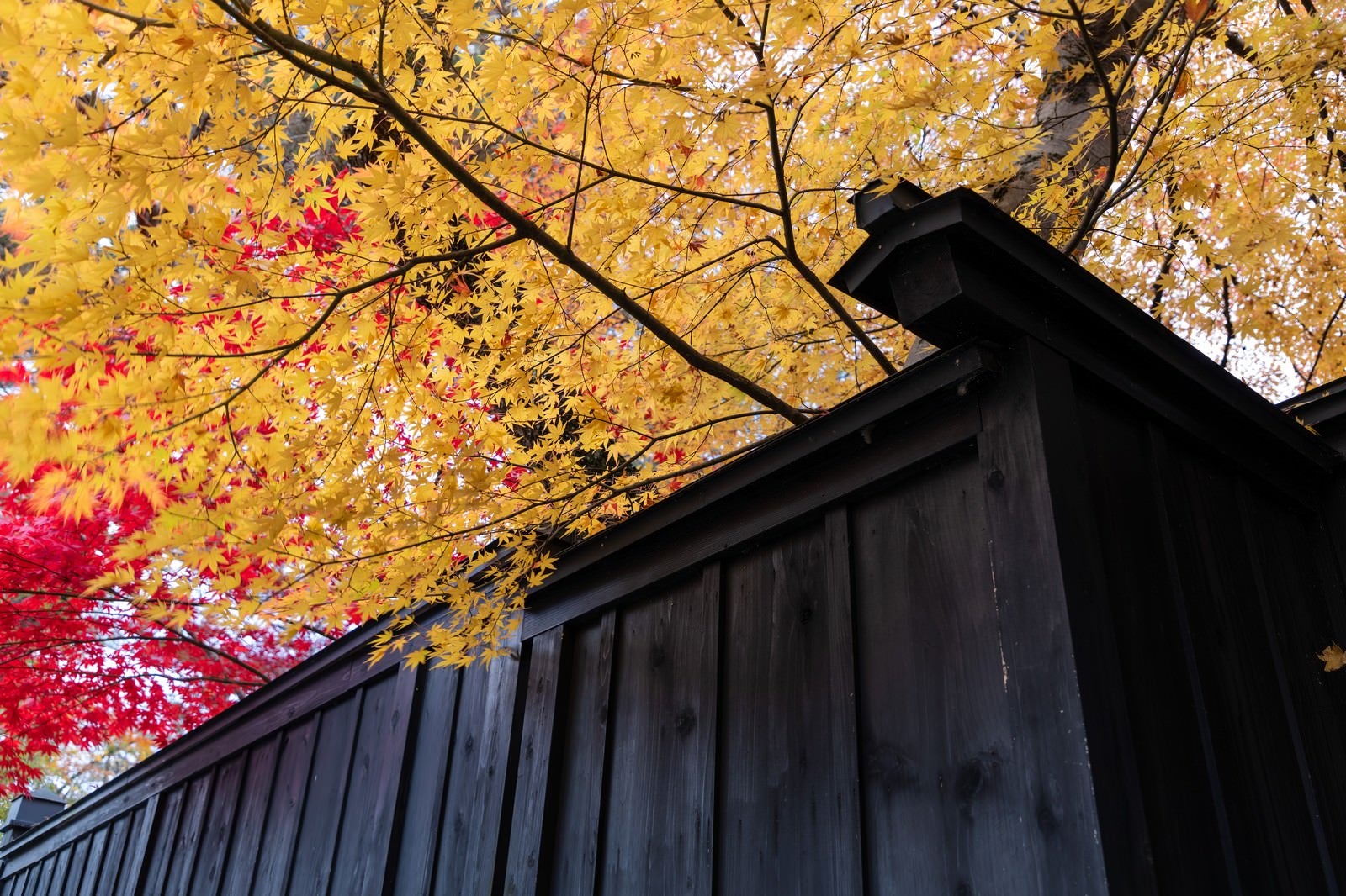 「黒塀と紅葉」の写真
