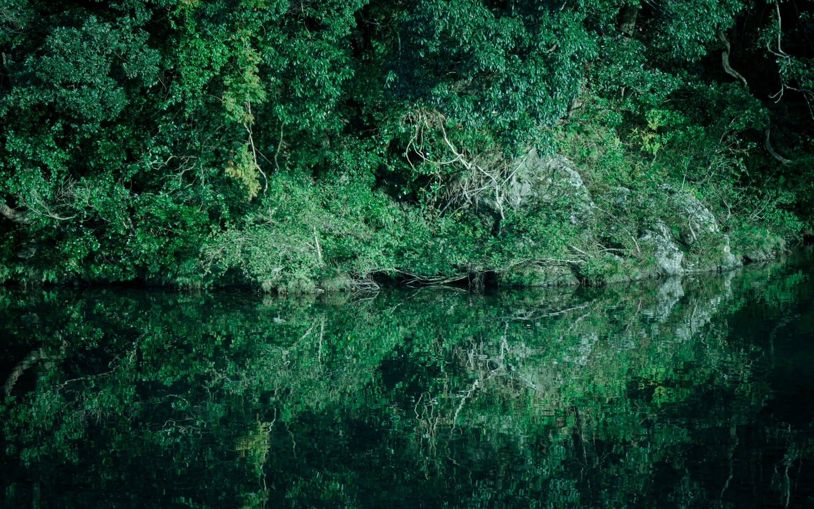 「水面に揺らめく川沿いの木々とリフレクション」の写真