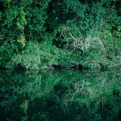 水面に揺らめく川沿いの木々とリフレクションの写真
