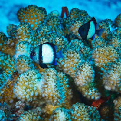 フタスジリュウキュウスズメダイと珊瑚の写真