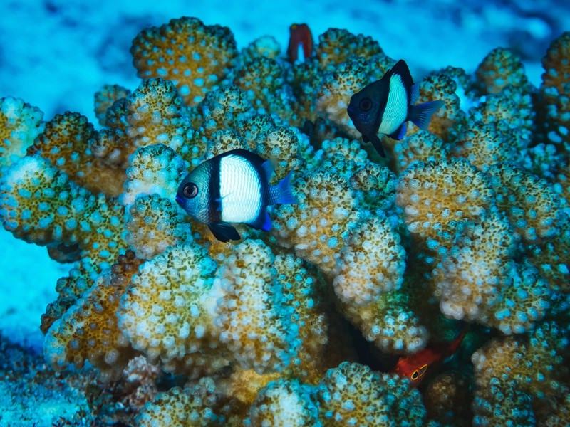 フタスジリュウキュウスズメダイと珊瑚の写真