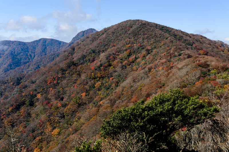 紅葉した樹木に包まれる万三郎岳（ばんざぶろうだけ）の写真