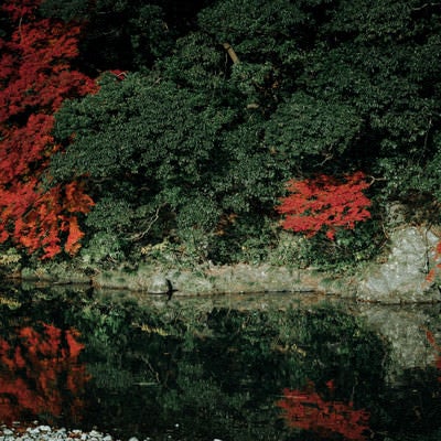 川端の木々と紅葉の写真