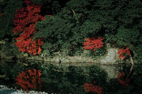 川端の木々と紅葉の写真